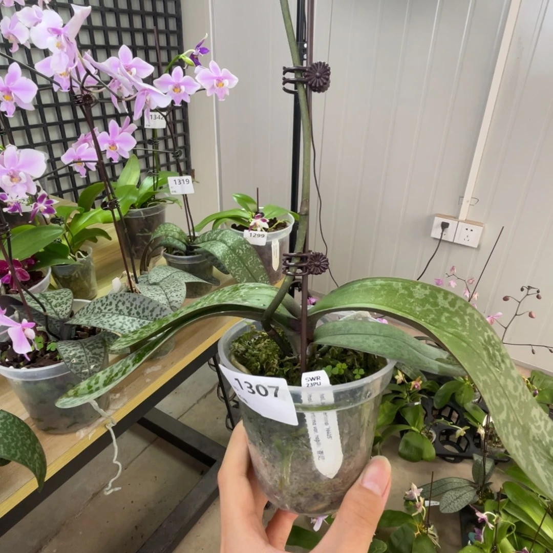 完全开放SWR23PU-全天香-1307