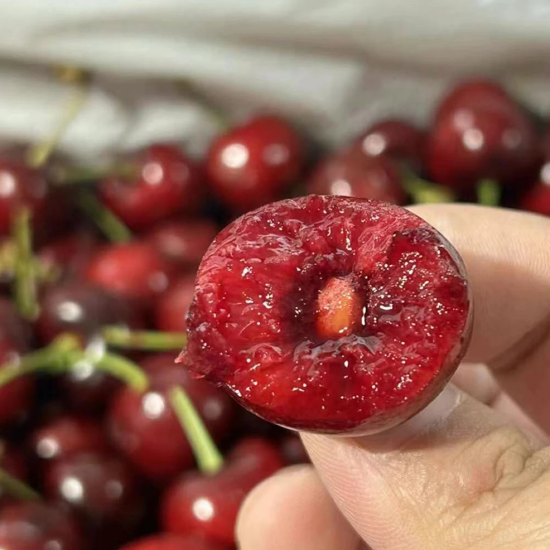 新鲜空运桑提娜车厘子3J，500克，脆甜桑提娜智利