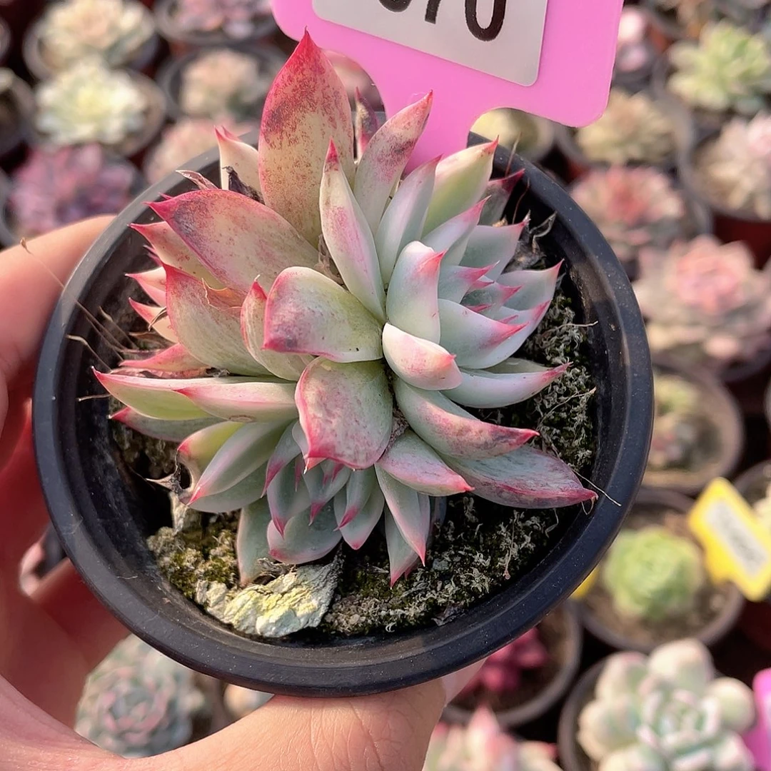 哇****6570砍头群6570号