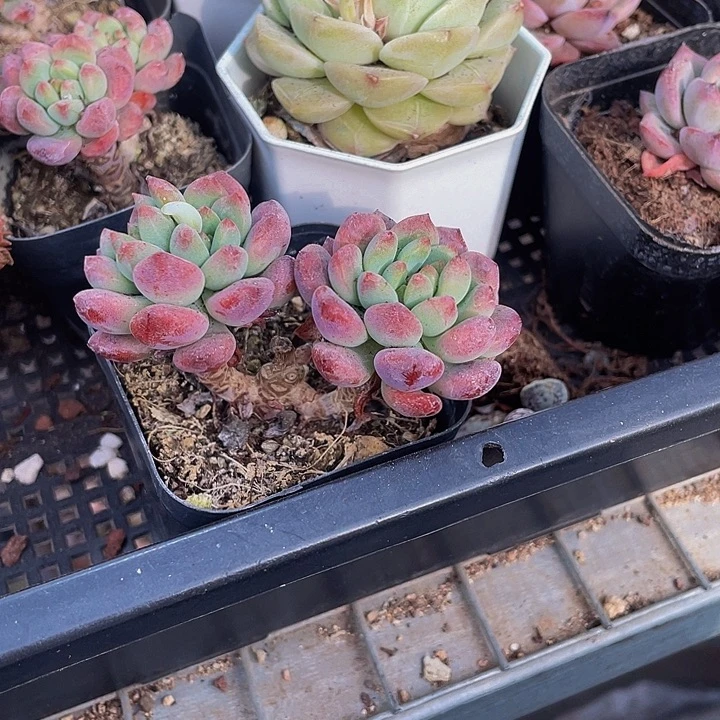 双头老庄烂苹果带盆