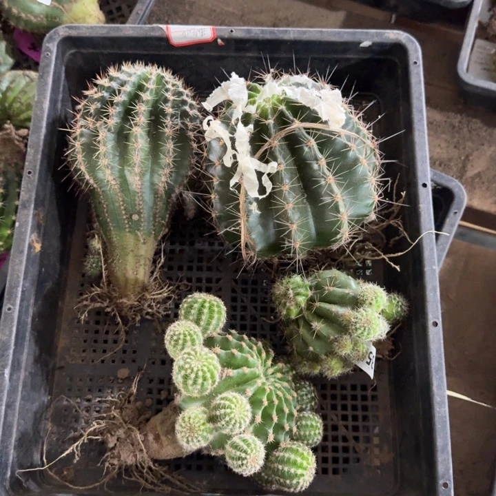 327筐拍不好无售后很大