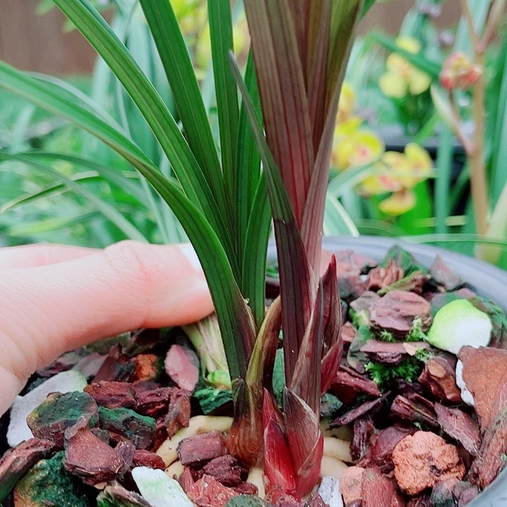 小***仔完全开放一物一漂亮漂亮开