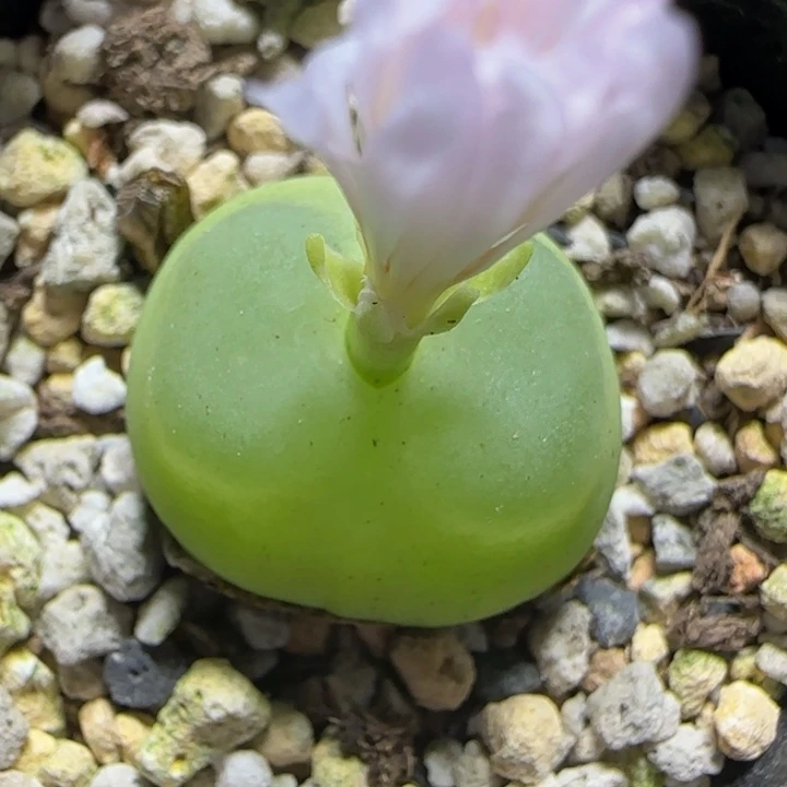 拉登2.6+多肉植物514