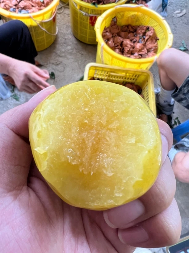 正宗韶关乐昌九峰纸袋奈李黄金李10斤装只发广东省内包邮中大果