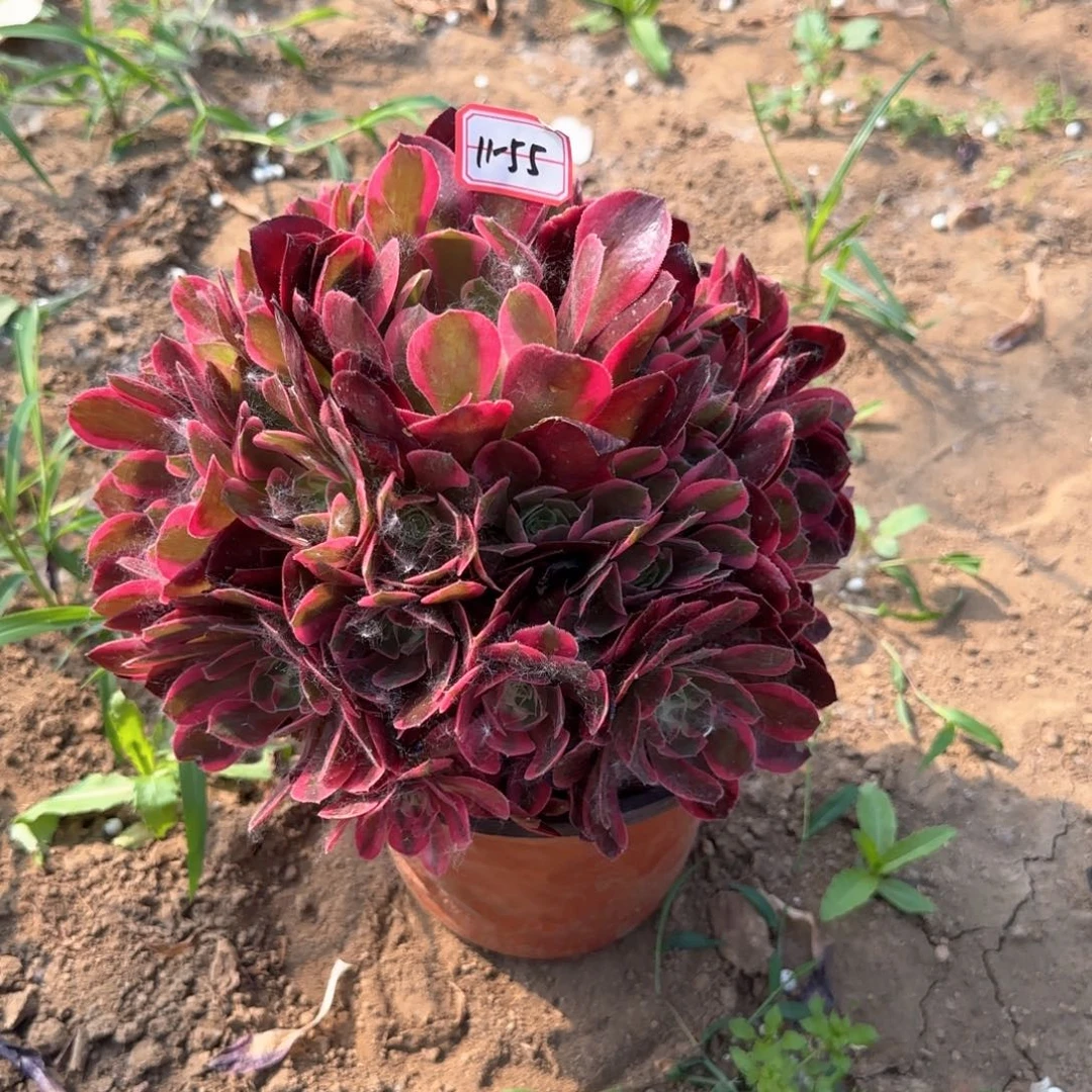 11-5；妖月地理d r z w