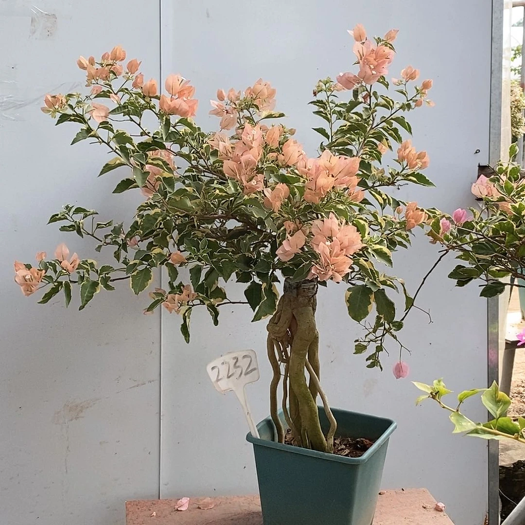 大部分开放少量花苞马斯2232