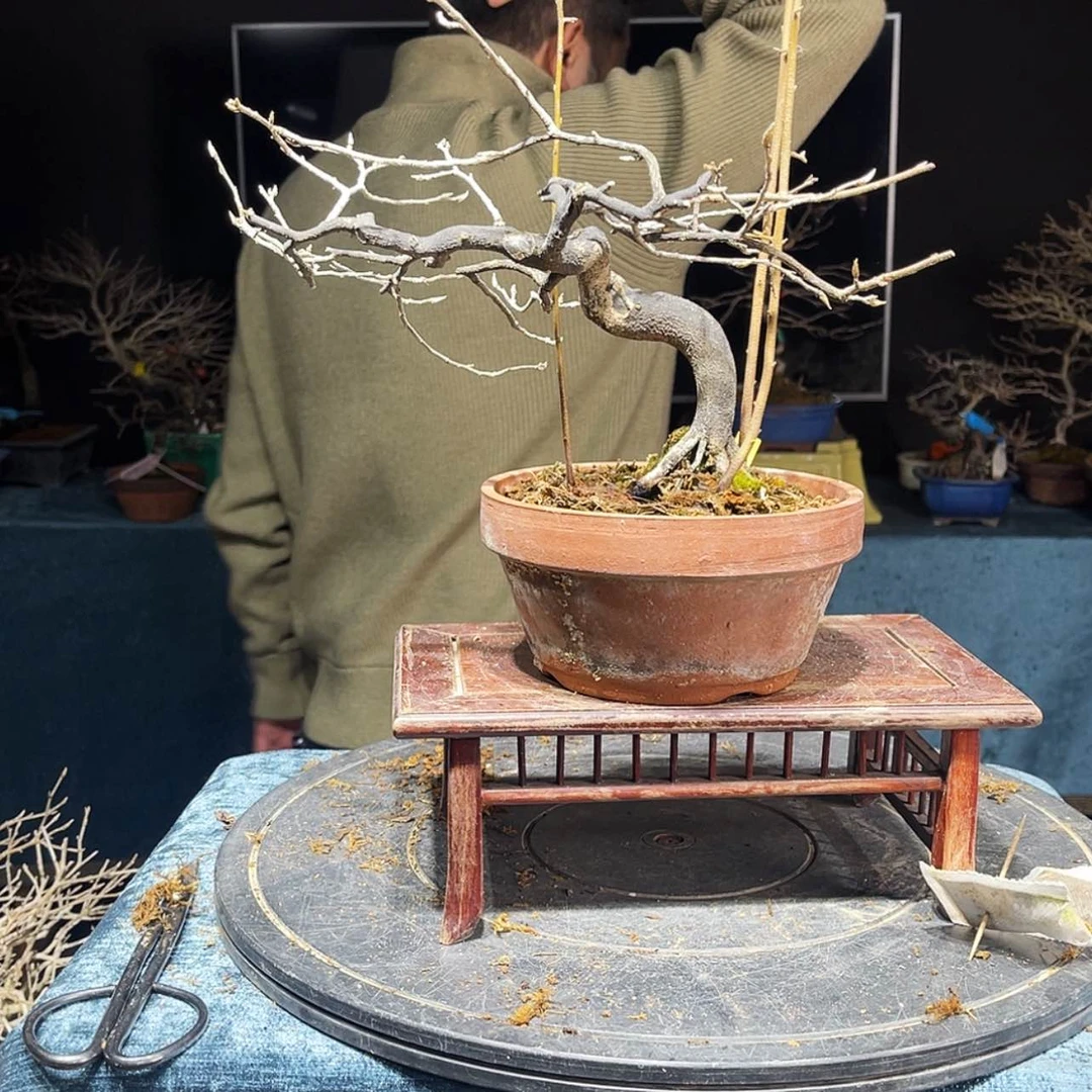 【闪购商品】老鸦柿小****）750