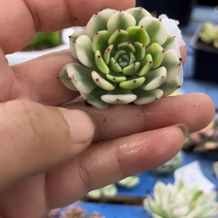 626雪爪腹轮锦炸多肉