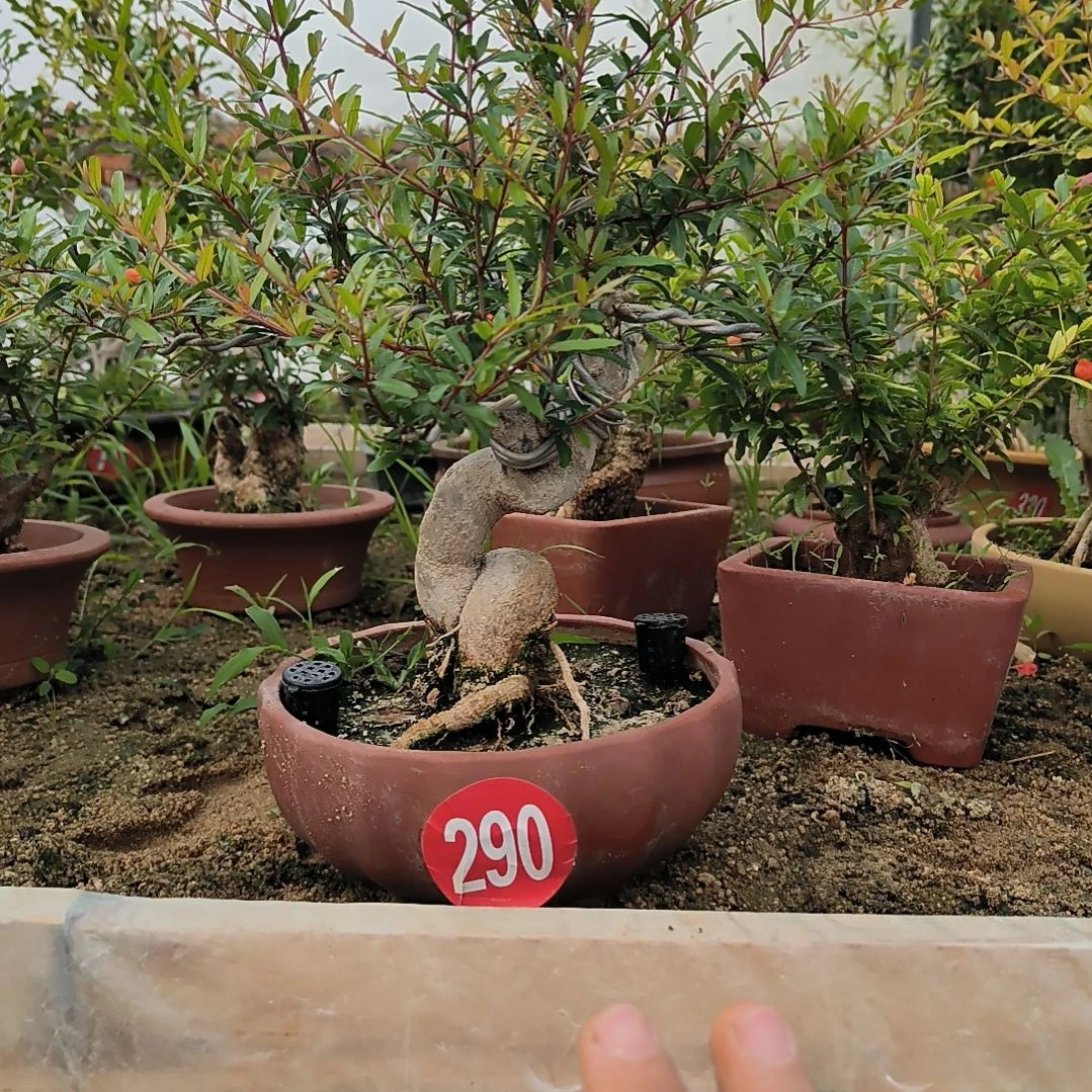 吃****～石榴南北方种植