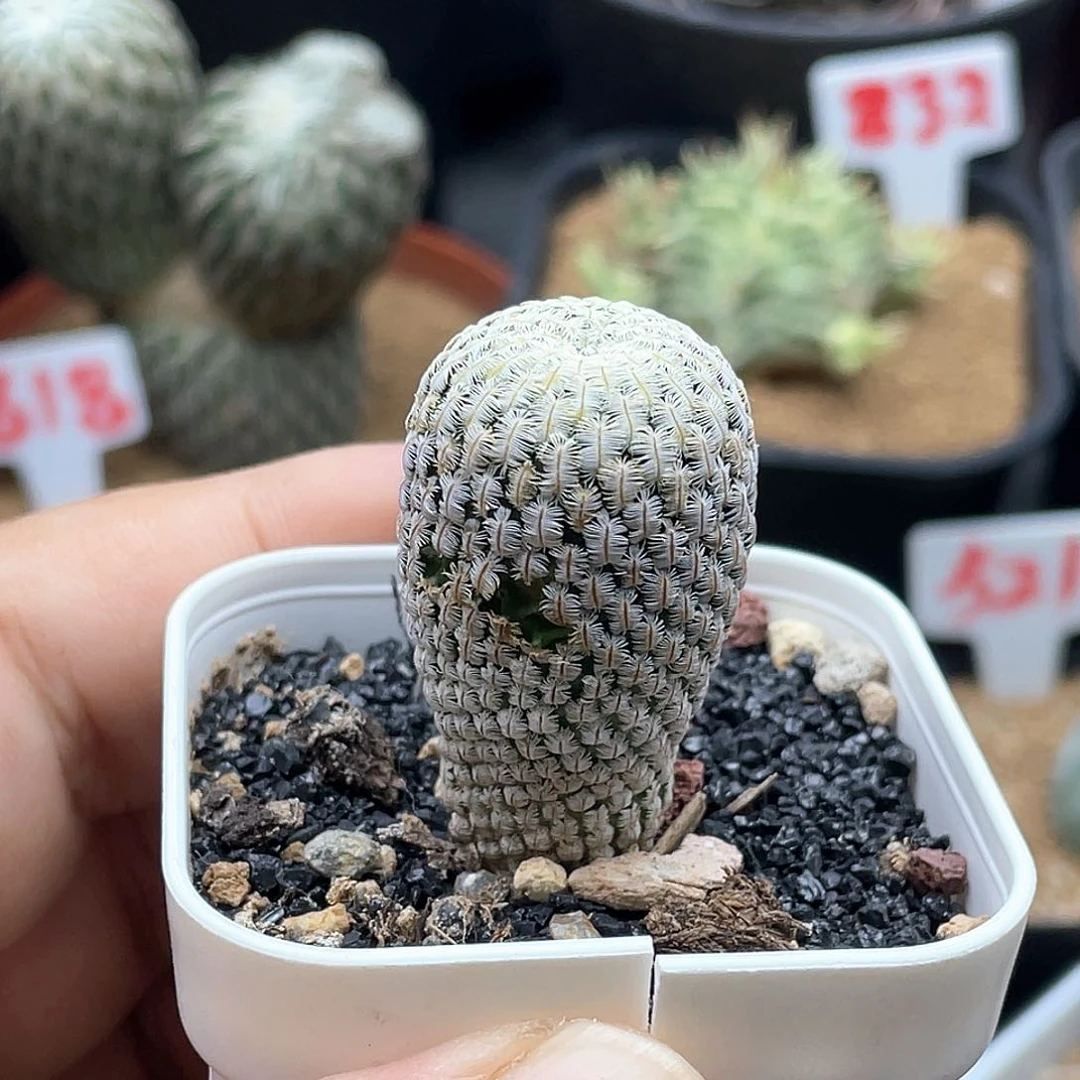 实生白斜子娇丽仙人球