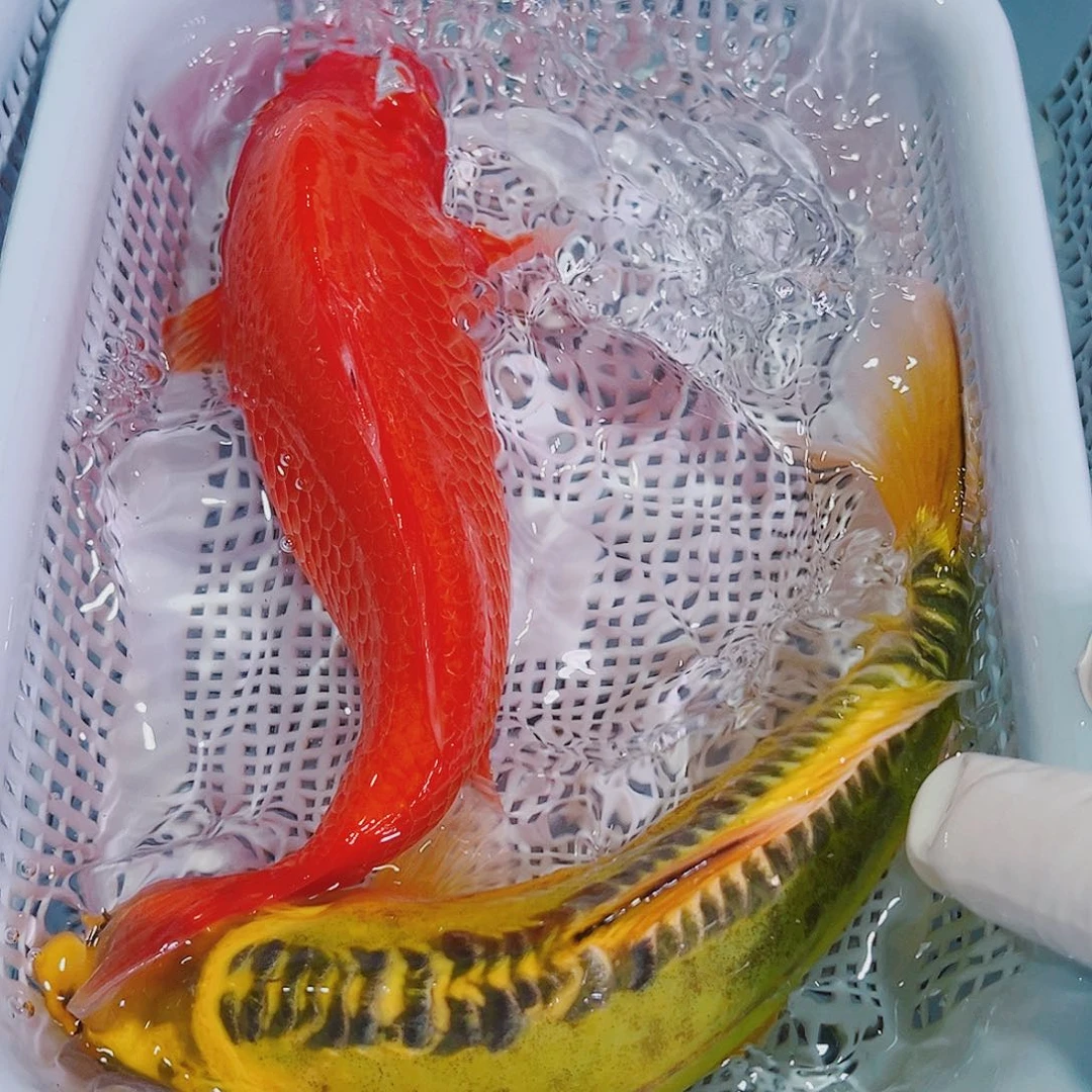 锦鲤锦鲤冷水鱼观赏