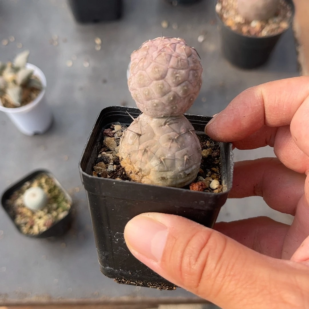 雪人习志野仙人球