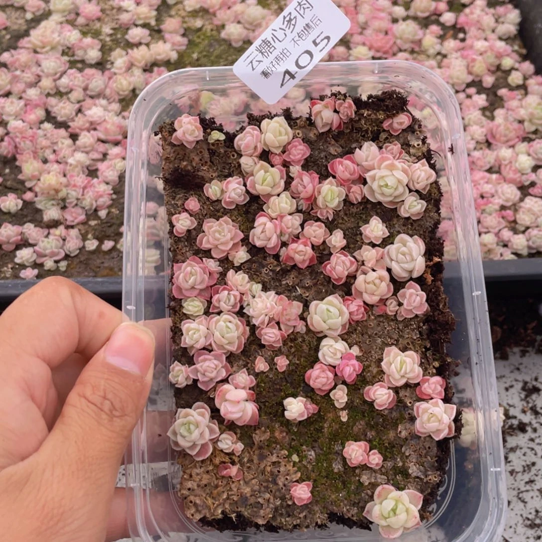 云糖心多肉植物405