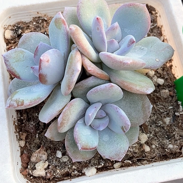 多肉植物奶茶裙1675