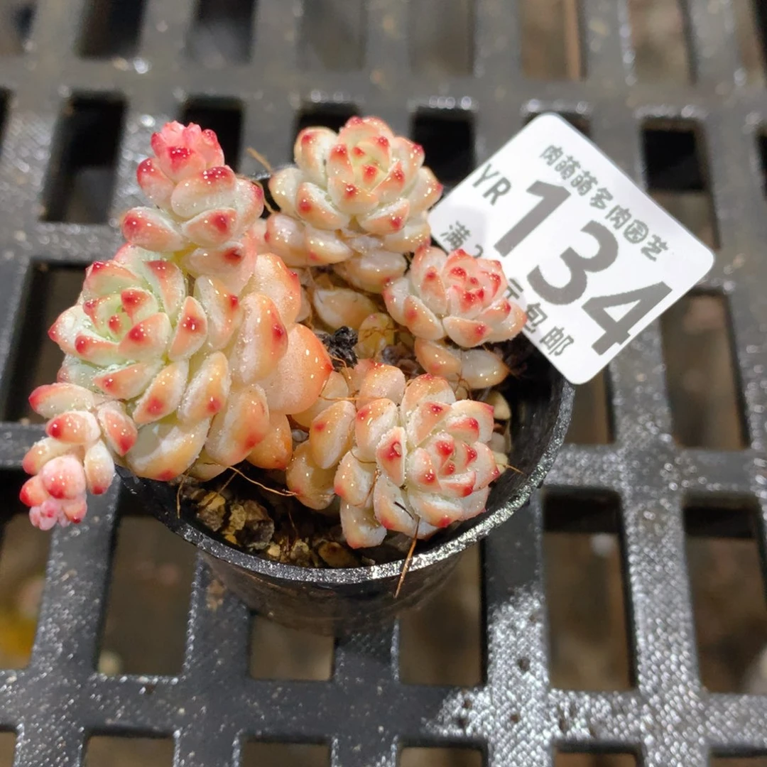 肉萌萌拇指盆精控多肉YR134