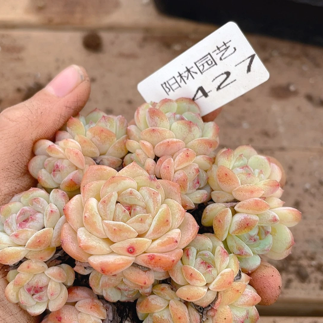 多肉植物多肉植物427