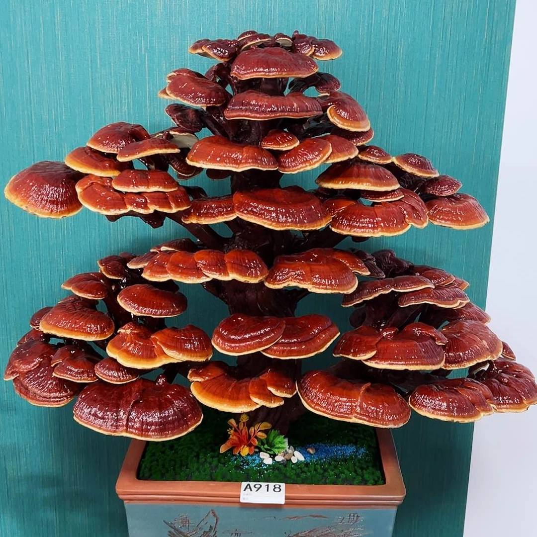 【闪购商品】无花朵