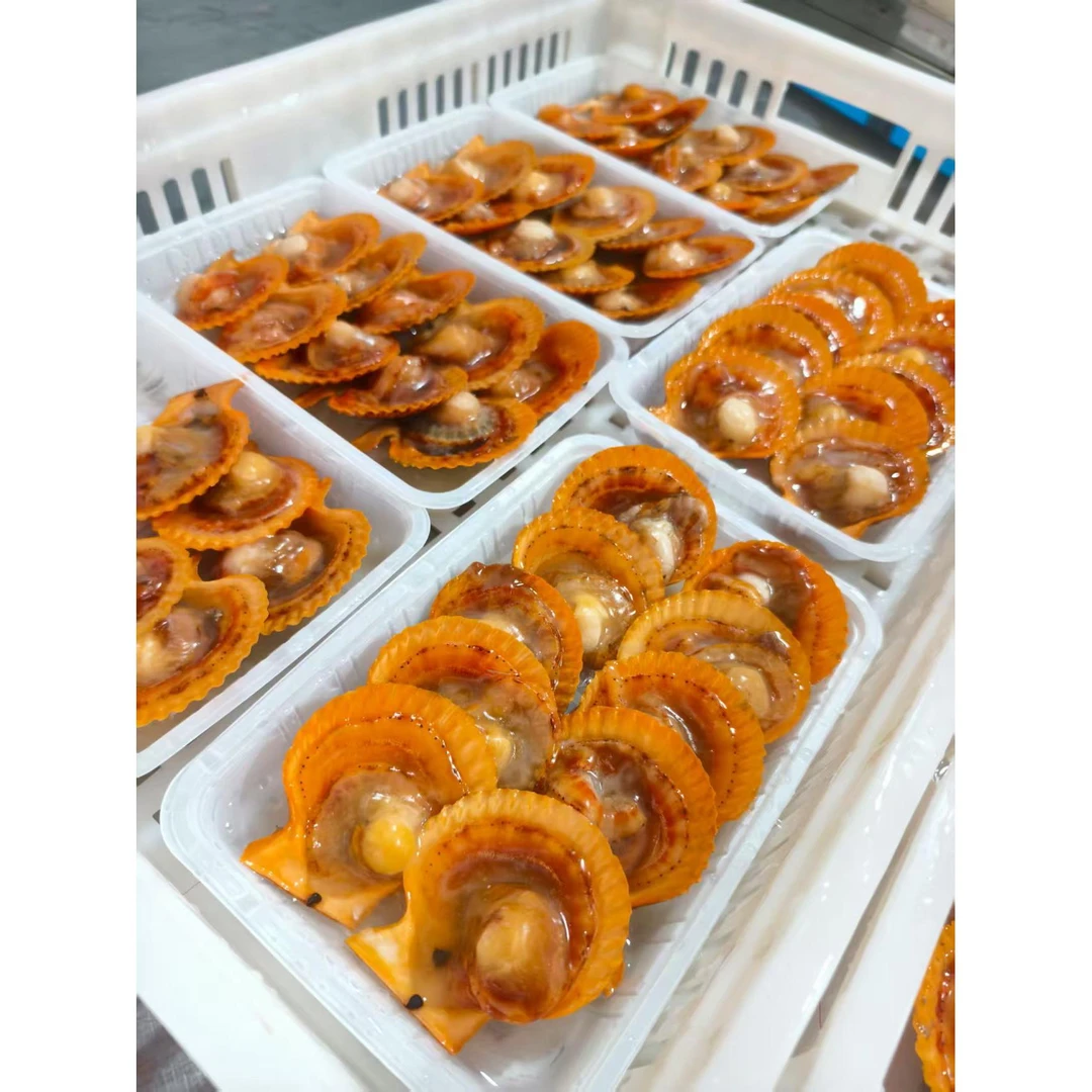 东山新鲜扇贝黄扇贝扇贝肉纯肉品质大个煲汤烧烤食材黄海鲜严选