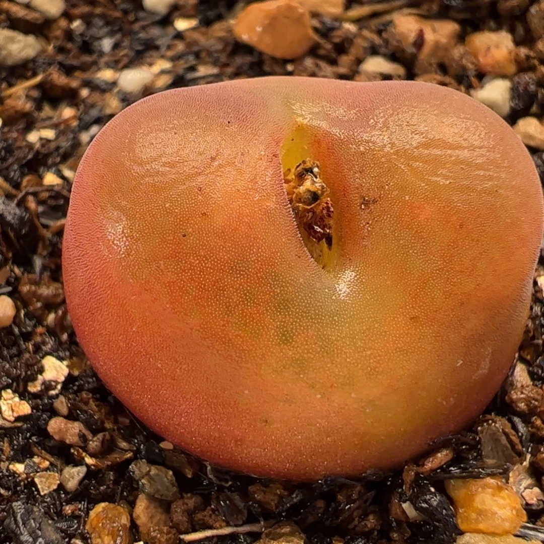 029多肉植物百科