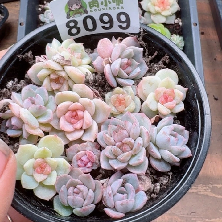 多肉植物多肉植物