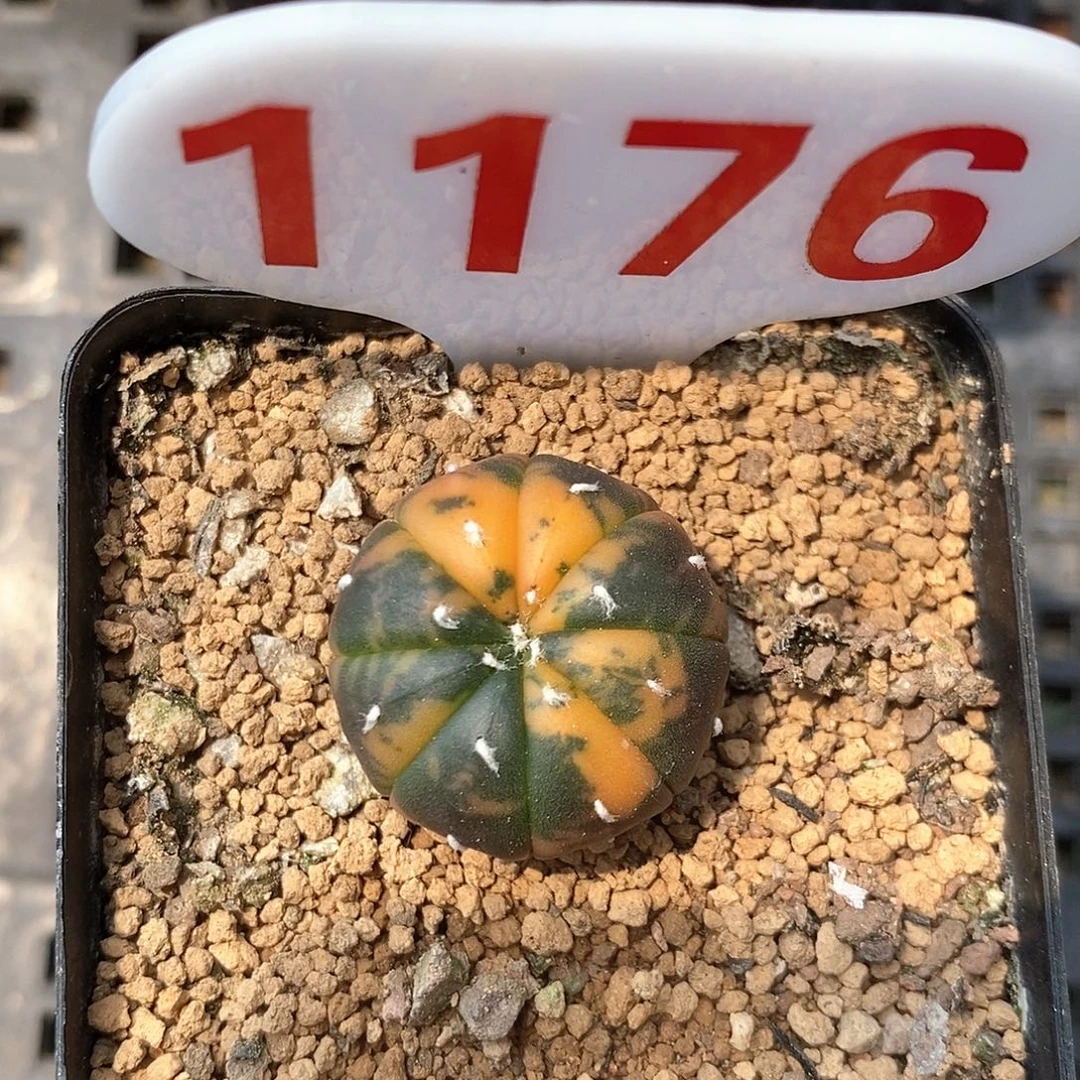 1176兜锦系列产品福利