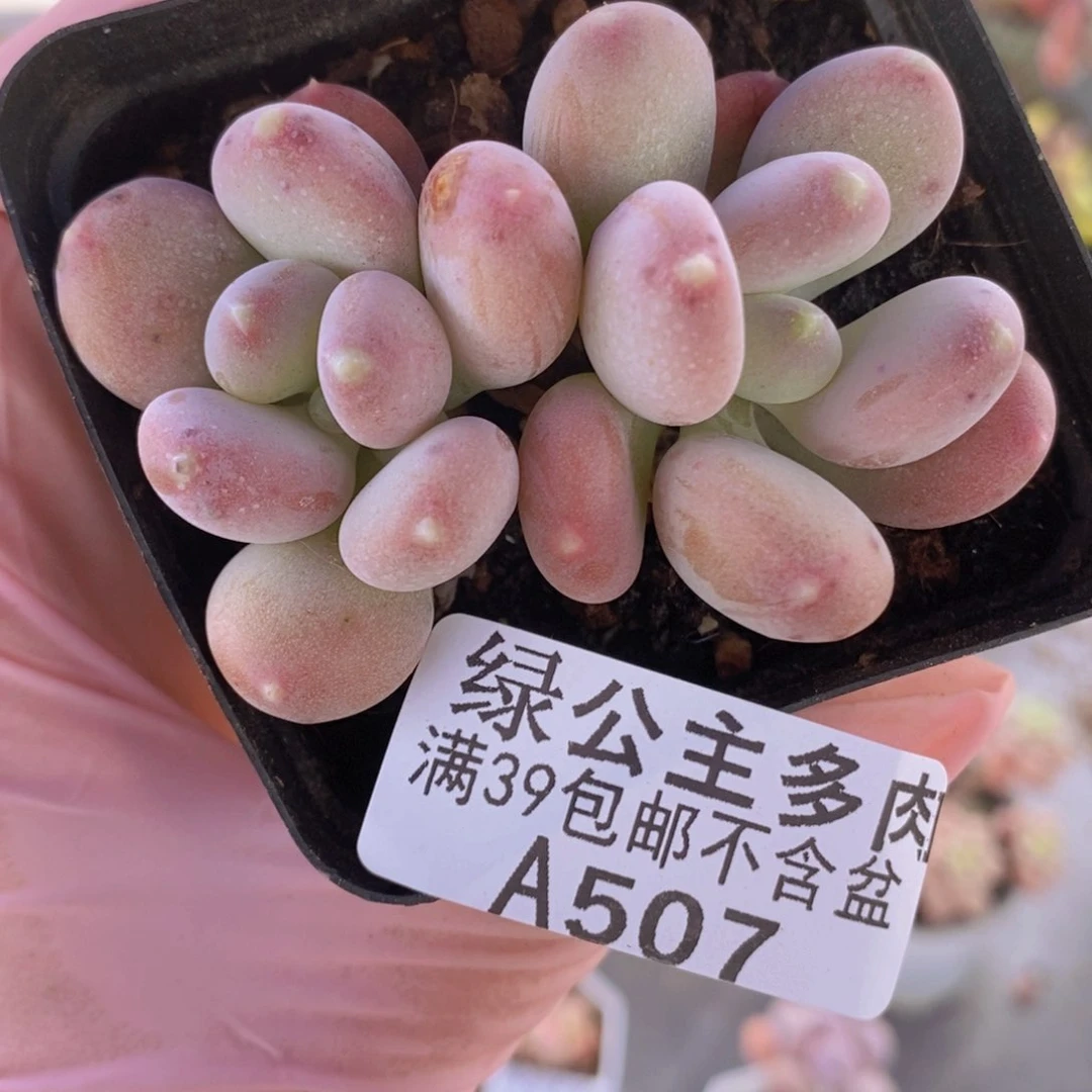 稻田姬6cm507多肉植物