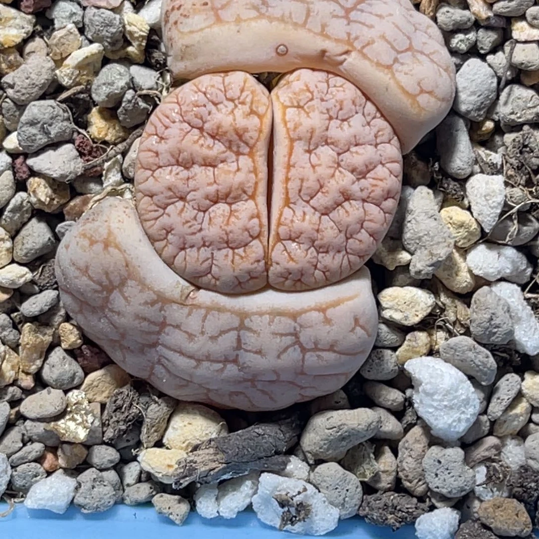7043凹凸睫毛拿铁荒玉