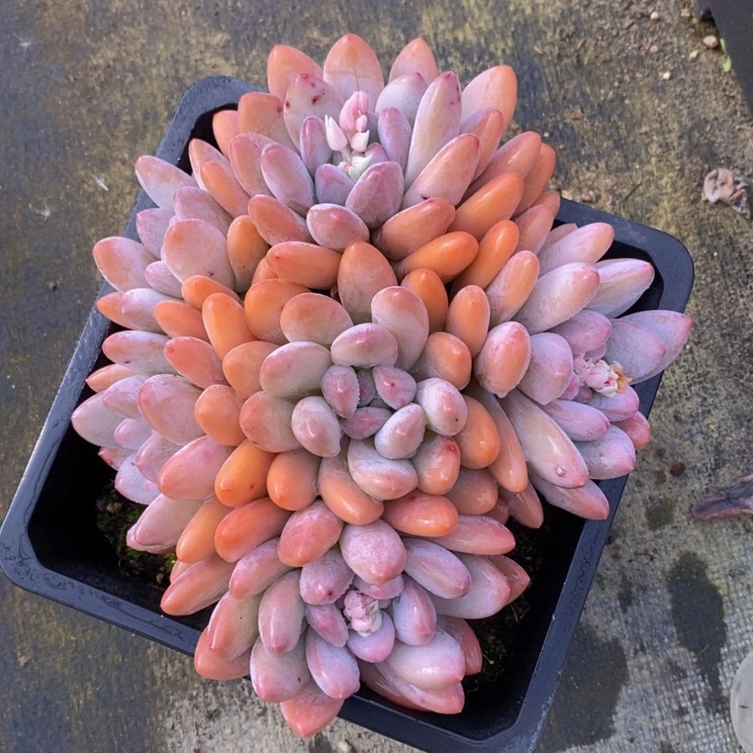 可问主播品种，下滑链接更多品种多肉选择