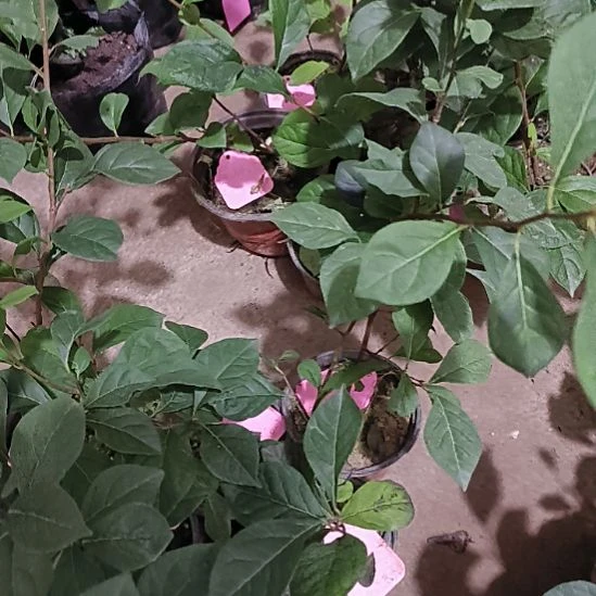 无花朵黑柿大的嫁接