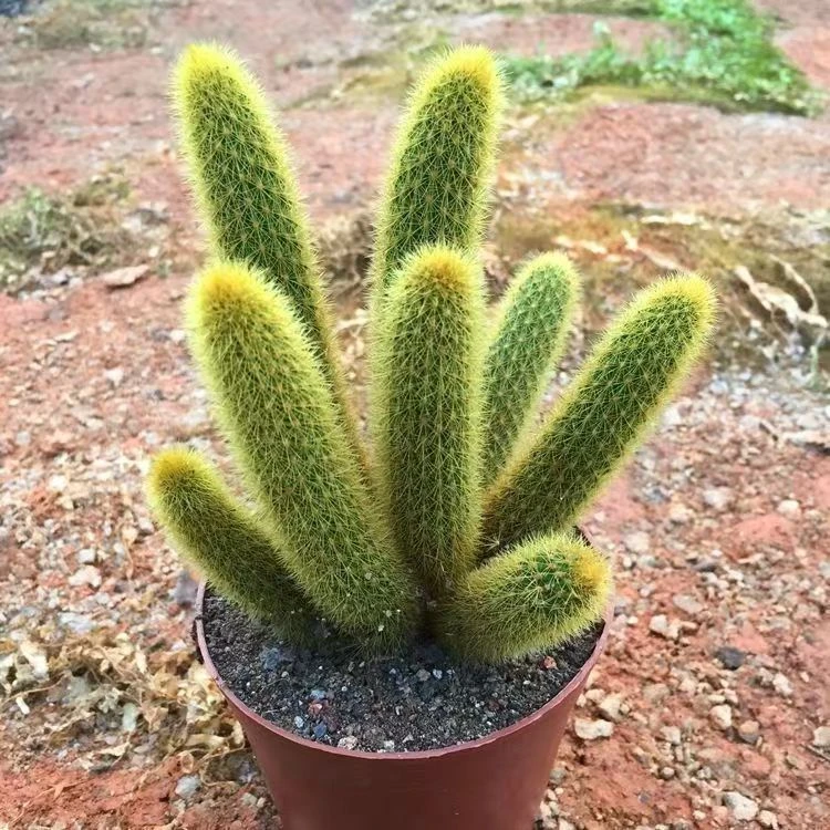 紫水晶多头黄金妞多肉植物群生猴尾柱黄金妞开花订单防辐射阳台