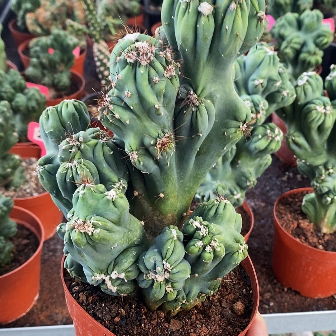 S*D花花草草花花草草