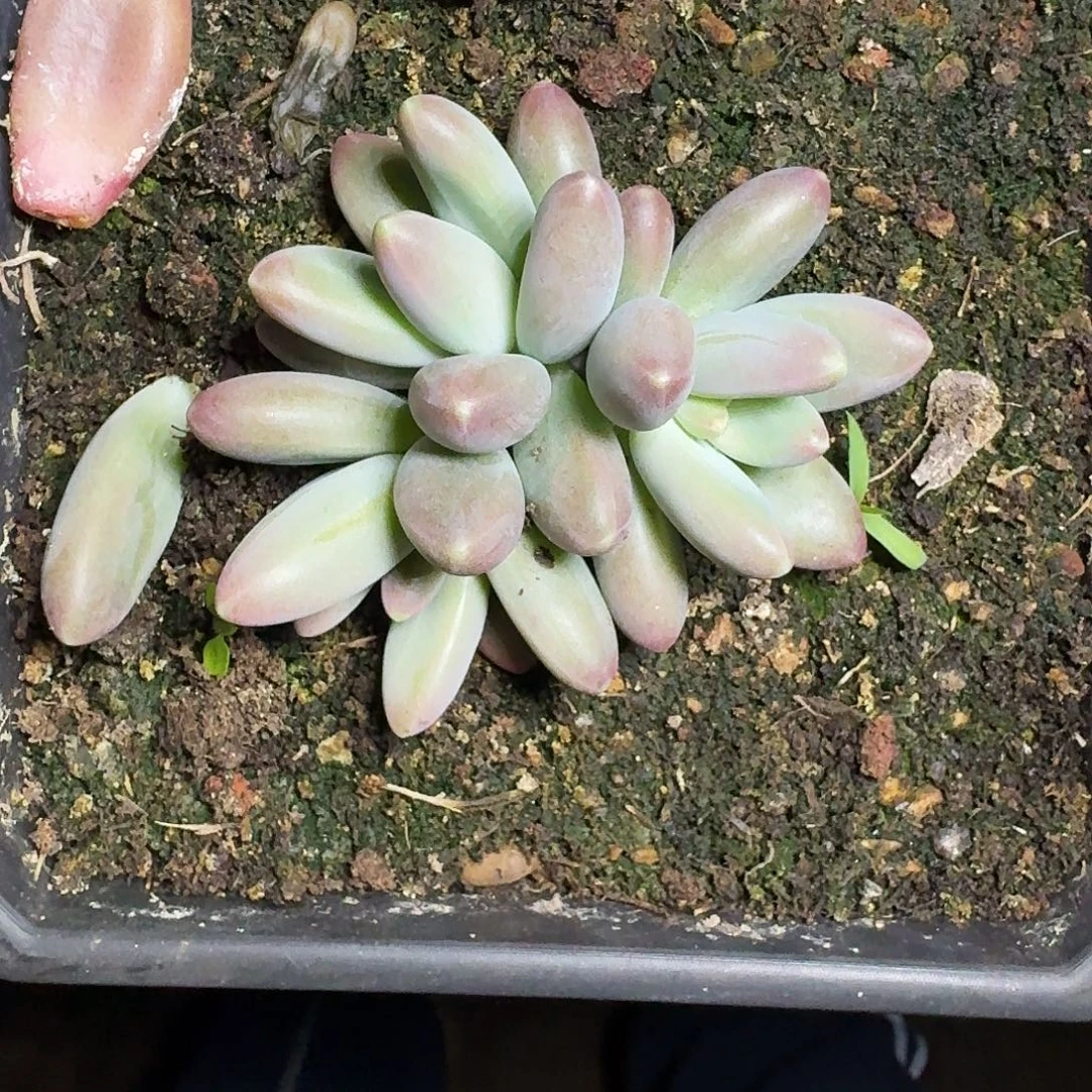 欧若拉 3头 一物一拍