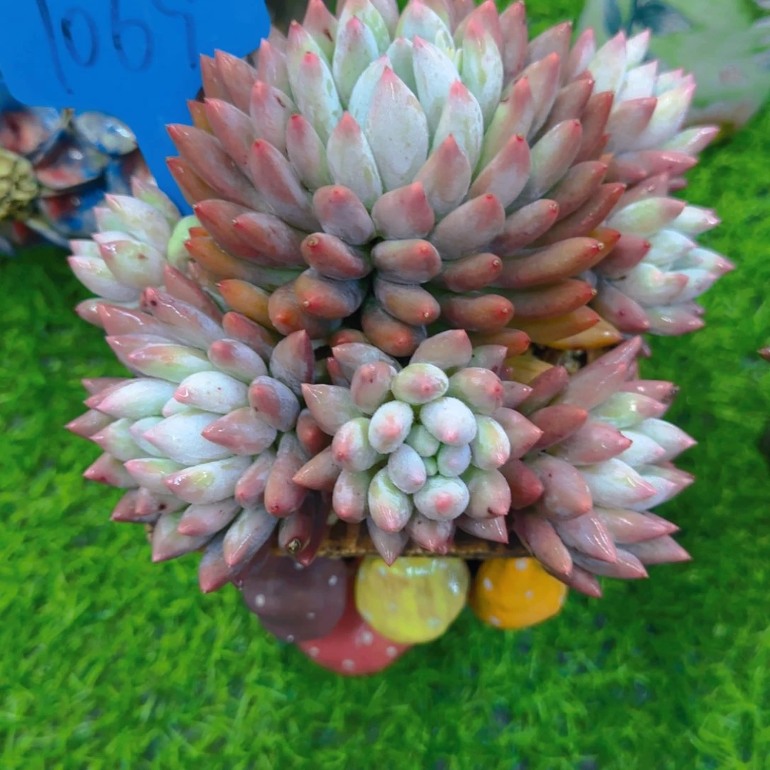 桑*1069多肉植物一物一拍