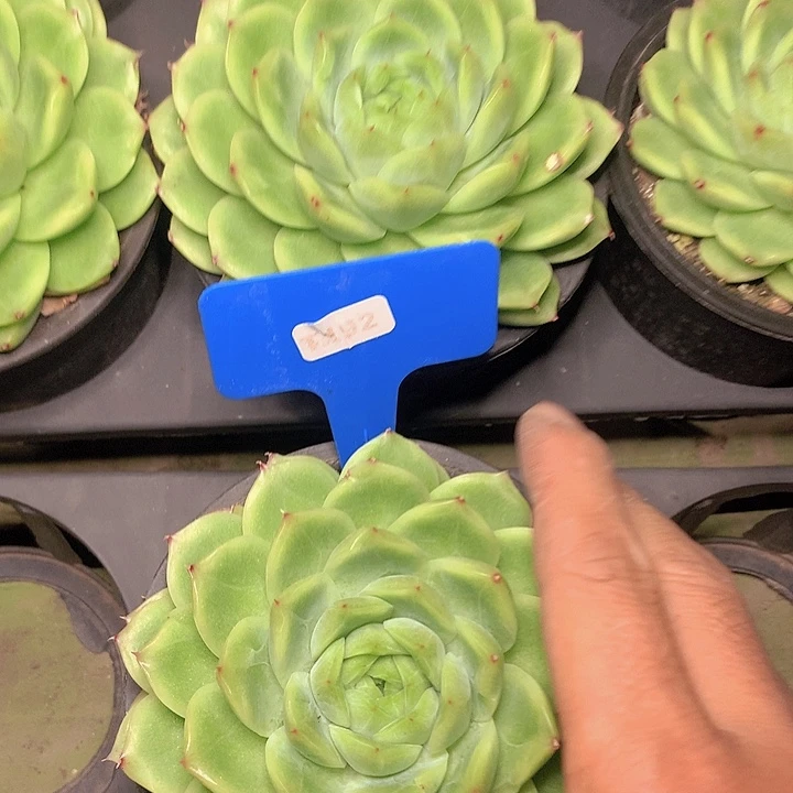 t192大单头麦秆脱土