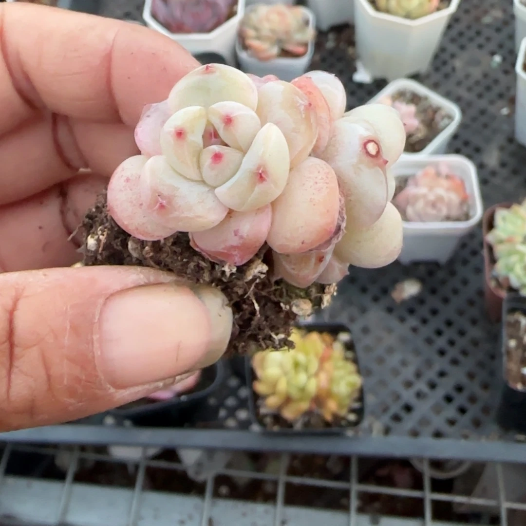 多肉小卡拉米糖心一物一拍