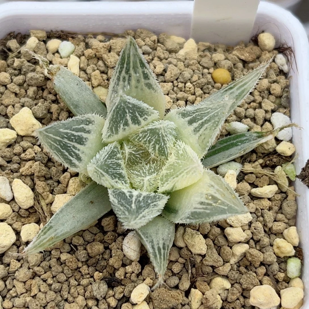 690糊斑绘卷福利专场