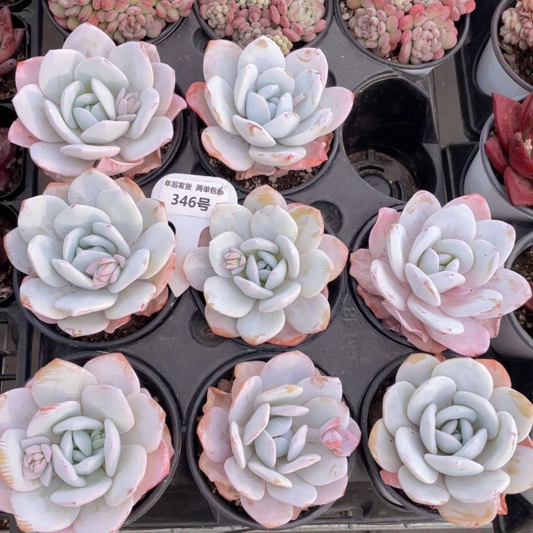 346号母本雪莲大单头一个