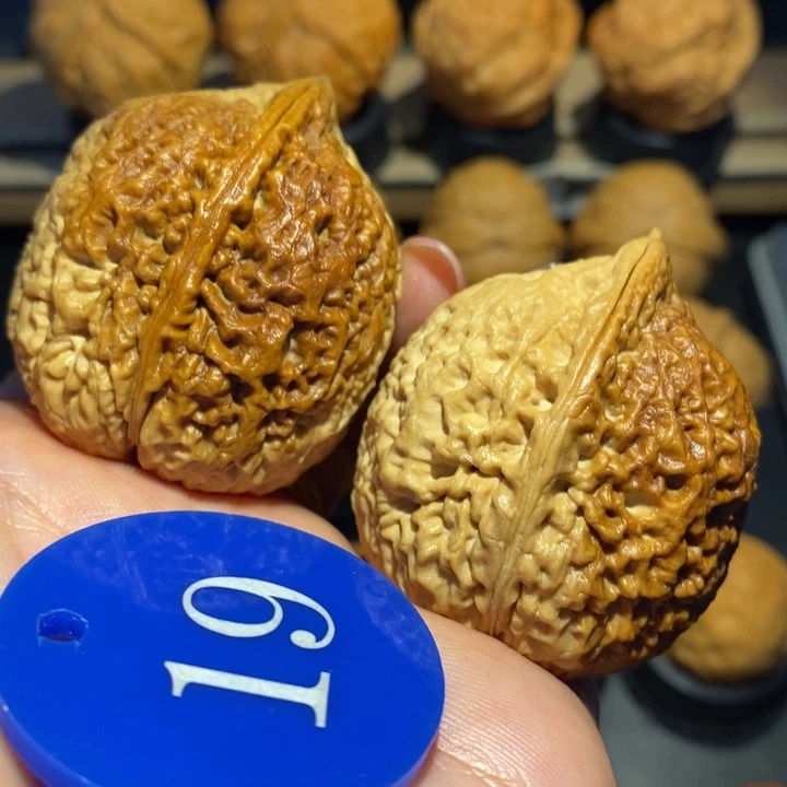 七彩铁南疆核桃尺寸39