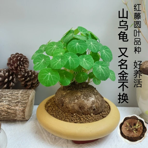 山乌龟植物盆栽圆叶懒人绿植观叶水培桌面盆景庭院