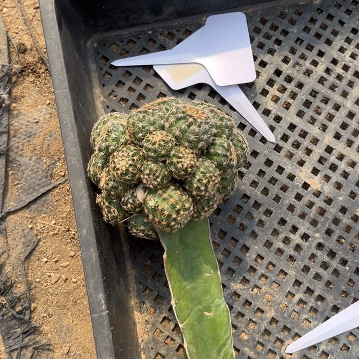 丽花魅影嫁接一物一拍