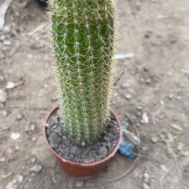 期***天吉祥如意说。