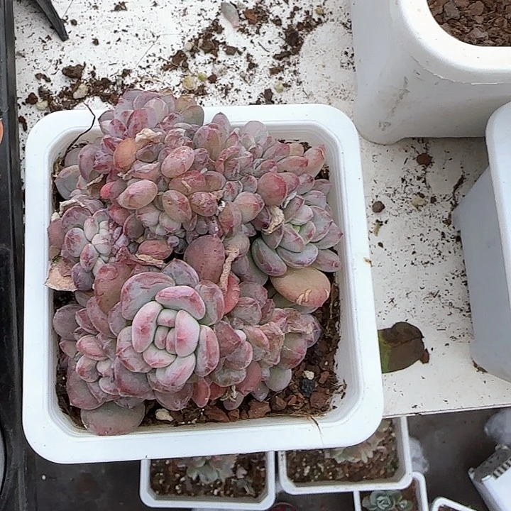 青蛙王子儿童牙膏111