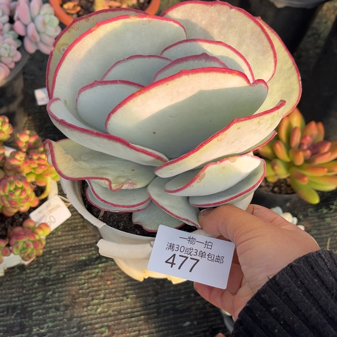 477白眉群多肉植物……