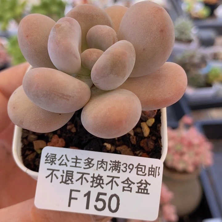 橙雪球单头5cm150多肉植物