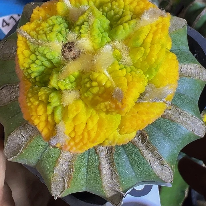 志贺龟甲锦238仙人球开花