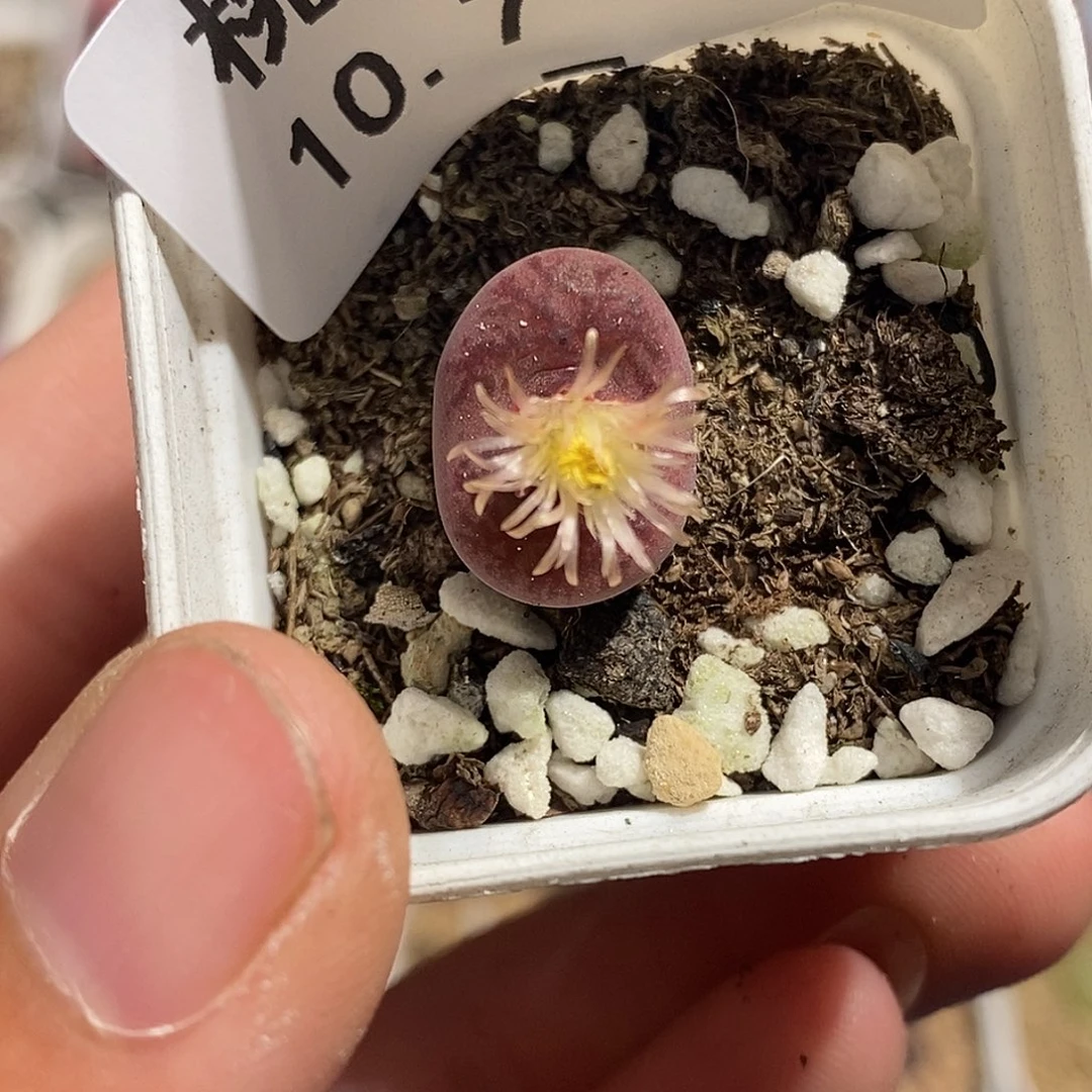 1007-68-杂交有伤特。