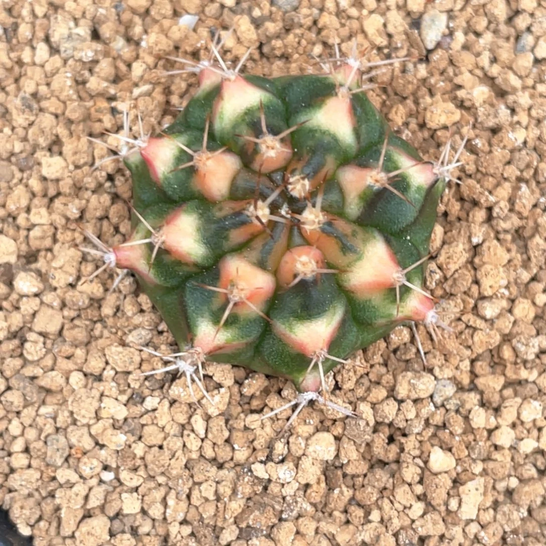 当前无花朵，栽培后可花朵橘黄规律V背锦