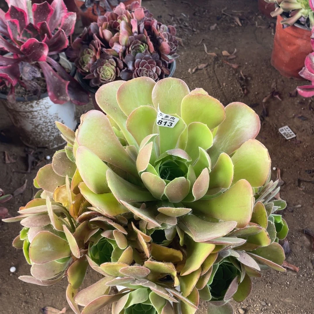 813柠檬多肉法师断枝不包