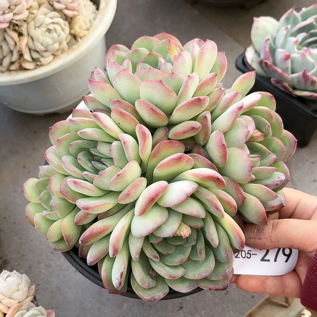 同温层多肉雪夜王子279