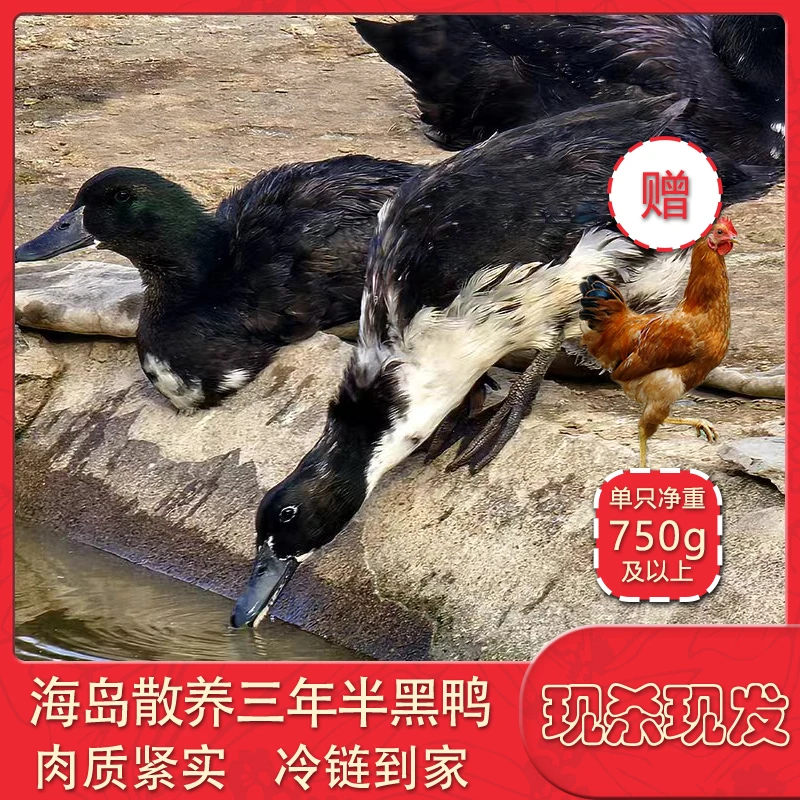 [买黑鸭赠鸡]海岛散养三年半煲汤老黑鸭煲汤红烧海鸭赠童子鸡1只
